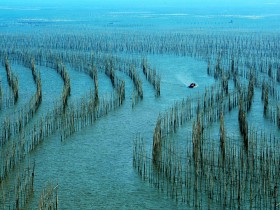 杨春宝律师接受《上海壹周》记者的采访