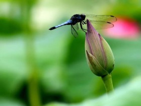 私募基金行业法律动态(2020年5月/总第27期)