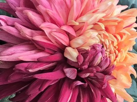 私募基金行业法律动态(2020年11月/总第33期)